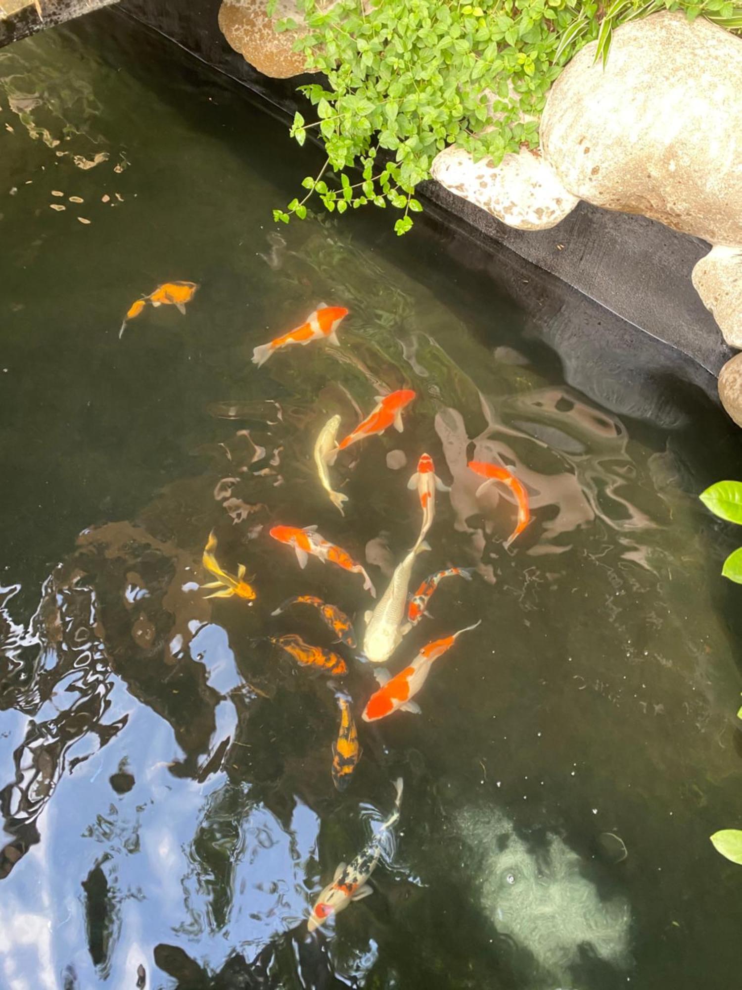 Lemon Tree Homestay Tam Coc Ниньбинь Экстерьер фото